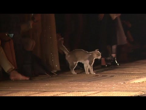 「ドイツのネクストトップモデル」:キャットウォークで踊る