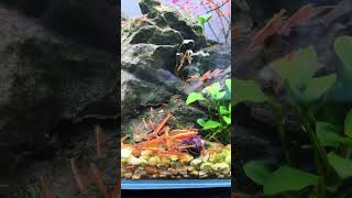 3 mins of shrimp fighting for food. (Great for toilet time).             #orange #neocaridinashrimp