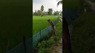 Download lagu Kacika mabani chadko cika #shortvideo #music #newmusic #viralvideo #shorts #food #youtubeshort mp3 Download lagu Kacika mabani chadko cika #shortvideo #music #newmusic #viralvideo #shorts #food #youtubeshort mp3