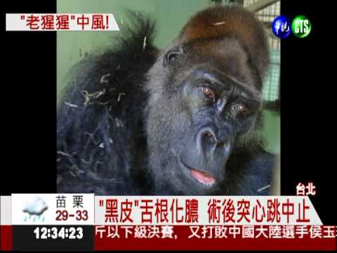47歲猩猩"黑皮"中風 動物園搶救