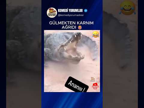 Adam Timsahları Kedi Kovar Gibi Kovaladı 😂  #shorts #komikyorumlar