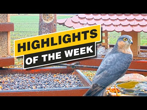 Highlights Of The Week - Recke, Germany - Week 48, Dec. 2021