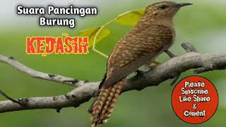Download lagu Pancingan suara burung kedasih mp3