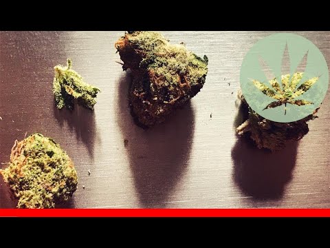 Kimbo Kush - All About This Strain