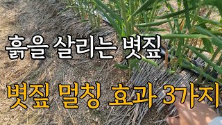흙을 살리는 볏짚!! 볏짚멀칭 효과 3가지