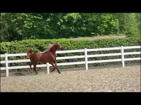 *2020 arabian stallion Sameer al Shams by Jyar Meia Lua x NDA Sabah el Dahma in May 2022