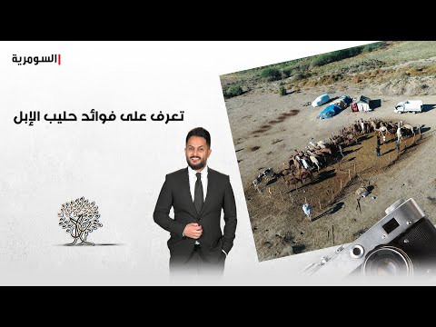 فيديو | سامراء ... تعرف على فوائد حليب الإبل