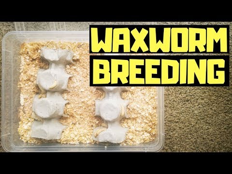 How To Breed WAXWORMS ( Easiest Way)
