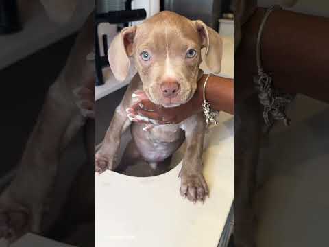 Puppys First Bath 🛁 #asmr #puppy #bath #shorts #viral #bathtime #puppylife