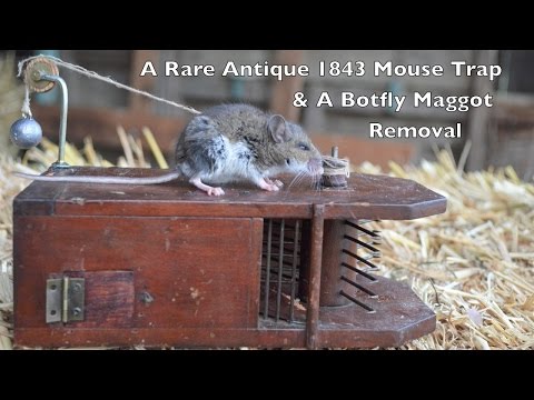 Rare Antique 1843 Mouse Trap In Action & Removing a Botfly Maggot From a Live Mouse Video