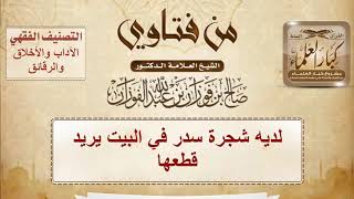 لديه شجرة سدر في البيت يريد قطعها