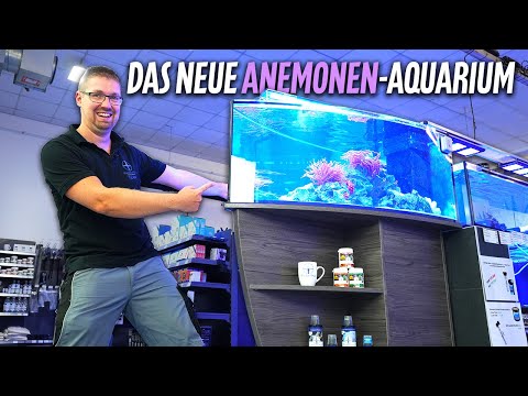 Das neue ANEMONEN-AQUARIUM bei PlanktonPlus Aquaristik