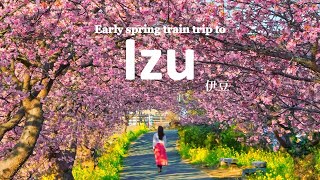 Early Spring Train Trip to Izu from Tokyo | Kawazu & Ito | JAPAN TRAVEL VLOG