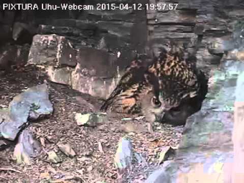 12/04/2015  19:57  Lotte regurgitating a pellet