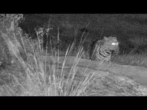 Djuma: 2nd leopard(Thandi) joins Hosana at pan-Pt:1 - 19:45 - 07/27/18