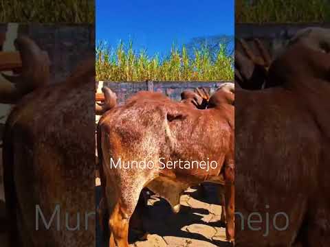 Ibertioga/MG #mundosertanejo #sertanejobrasileiro #carrodeboi #minasgerais #pecuarista #fazenda