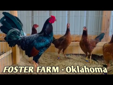 Beautifull Foster Kelso - FOSTER FARM  - Mitch Winter