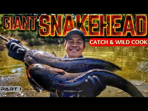 EP886-P1 - Giant Snakehead Catch and Wild Cook