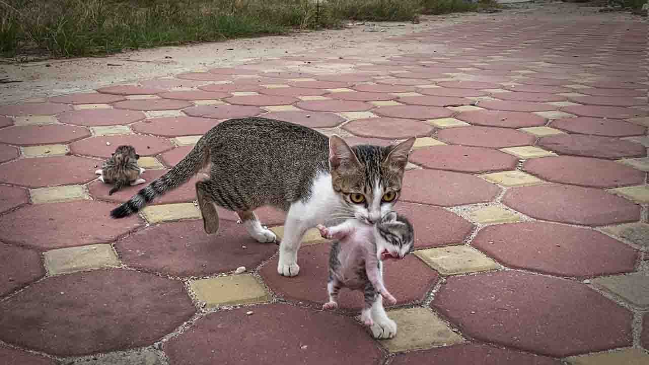 Une chatte en pleurs a amené ses chatons mourants en implorant de l'aide, une dame à la rescousse