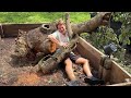 MASSIVE TREE FELL ON MY ANIMALS