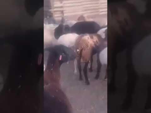 animais a venda em Dois Riachos. Alagoas