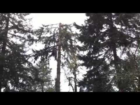 image-Does Douglas fir have thick bark?