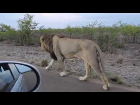 Man learns not to mess with the Asiatic Lion.