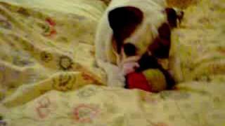 Bosley the bulldog sucking his pacifier