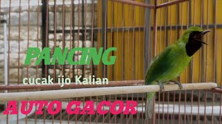 Download lagu PANCINGAN CUCAK IJO MALAS BUNYI // AUTO GACOOOOORRR🔥🔥🔥🔥 mp3