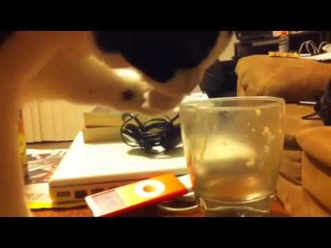 Cute Cat Enjoys Soy Milk