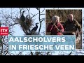 'Het zou de nationale vogel moeten zijn' | ROEG! | RTV Drenthe