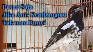 Download lagu PANCINGAN ANIS KEMBANG NGEPLONG CUIT CUIT ANIS KEMBANGMU MACET LANGSUNG GACOR DENGAR SUARA INI mp3