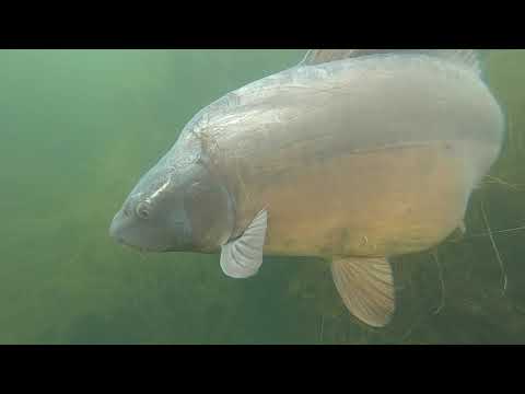 Carp Underwater - Rob Hughes - Dynamite Baits