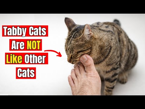 20 Hidden Facts About Tabby Cats Only 1% of Owners Know