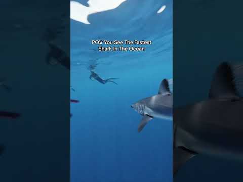 Mako Shark Bites My Fins! #shark #mako #sharkbite #sharkattack #sharkdiving #thalassophobia