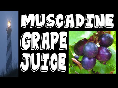 download lagu mp3 mp4 Where Can You Buy Muscadine Grape Juice, download lagu Where Can You Buy Muscadine Grape Juice gratis, unduh video klip Where Can You Buy Muscadine Grape Juice