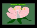 Angiosperm Reproduction: Flower Structure, Pollination, and Seed Development