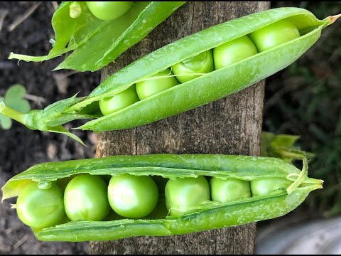 Lab Video 6: Second look at traits in pea plants