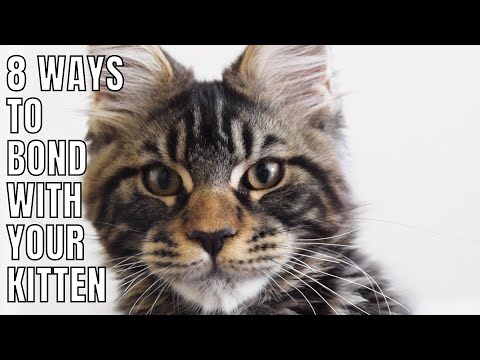 8 Ways to Bond with Your Kitten - YouTube