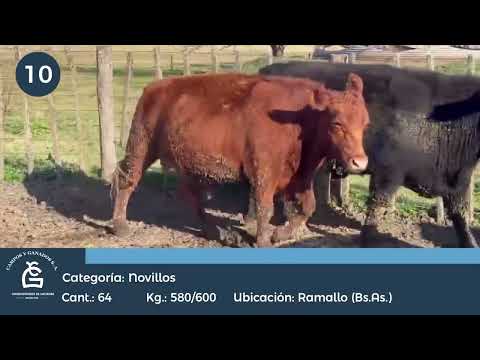 Lote Novillos UE - Ramallo Bs As