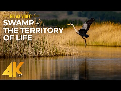 SWAMP - The Territory of Life - Amazing Wild Life of Swamps and Marshes + Original Nature Sounds