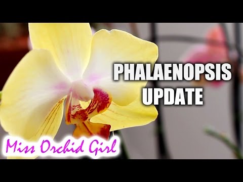 Dehydrated Phalaenopsis Orchids update