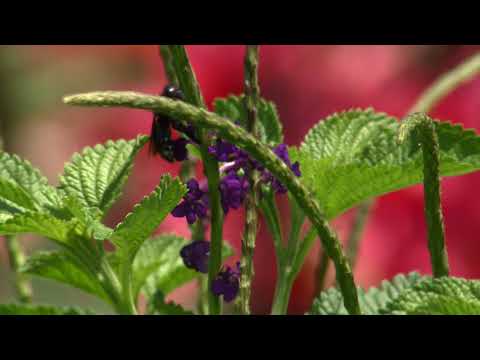 Porterweed adds beauty and wildlife