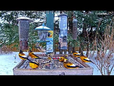 Evening Grosbeaks Forage In The Snow | Ontario FeederWatch Cam – Nov. 22, 2021