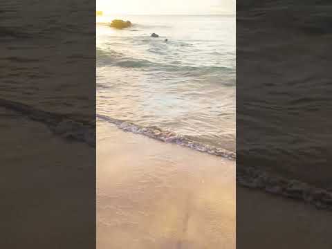 Praia do Cachorro Fernando de Noronha