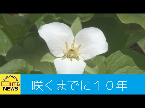 オバタムエンレイソウ