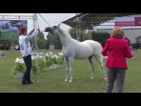 AKEAHF 2015 Class VIII Mares 7 years old and over