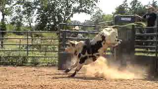 2yr old bucking bull, 818  Ferguson Bucking Bulls