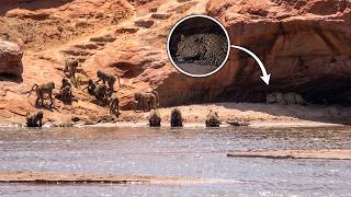 The Baboons Had No Idea Who Was Watching Them