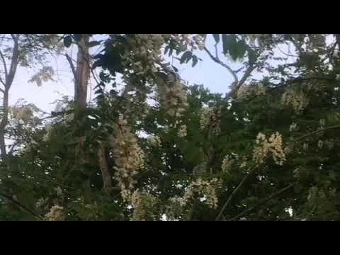 Primule Rosse - I ribelli della montagna